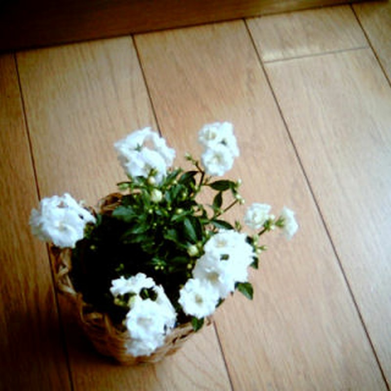 ホワイトワンダー