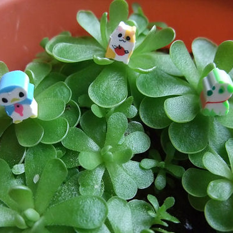 ニセ・マン盆栽?