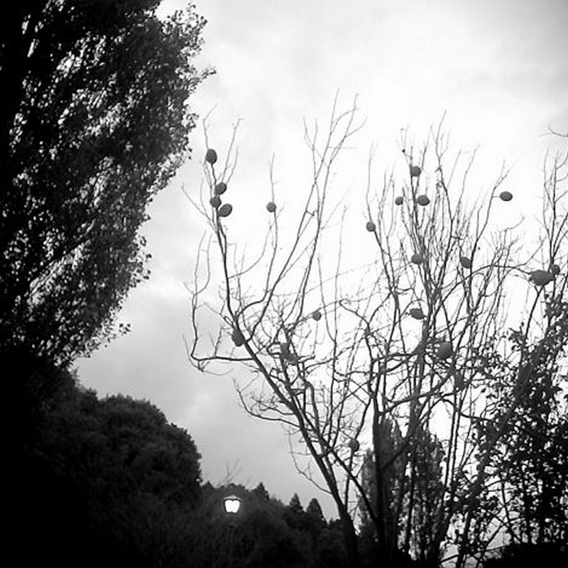 嵐の後~カリンの実