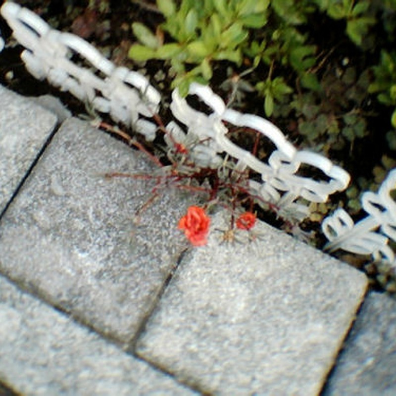 顔を出してました