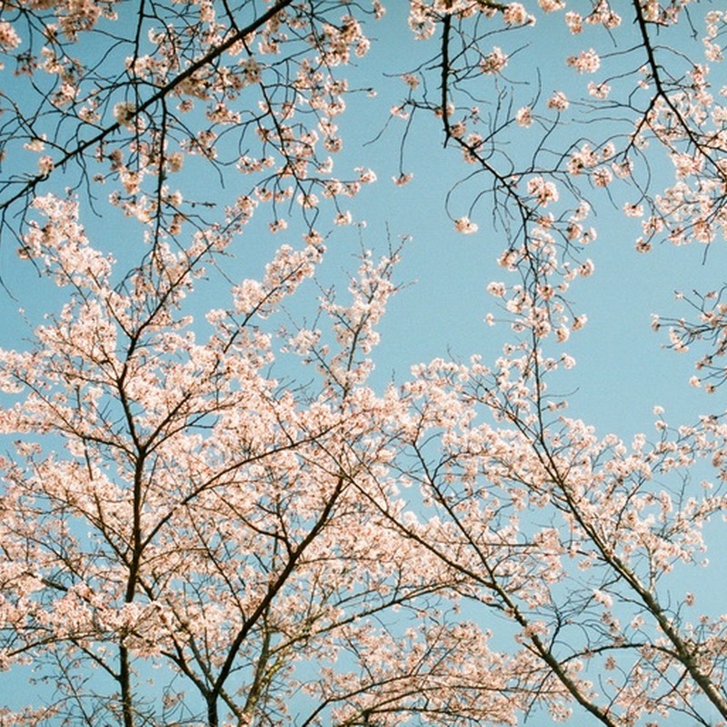 桜　咲く　青空