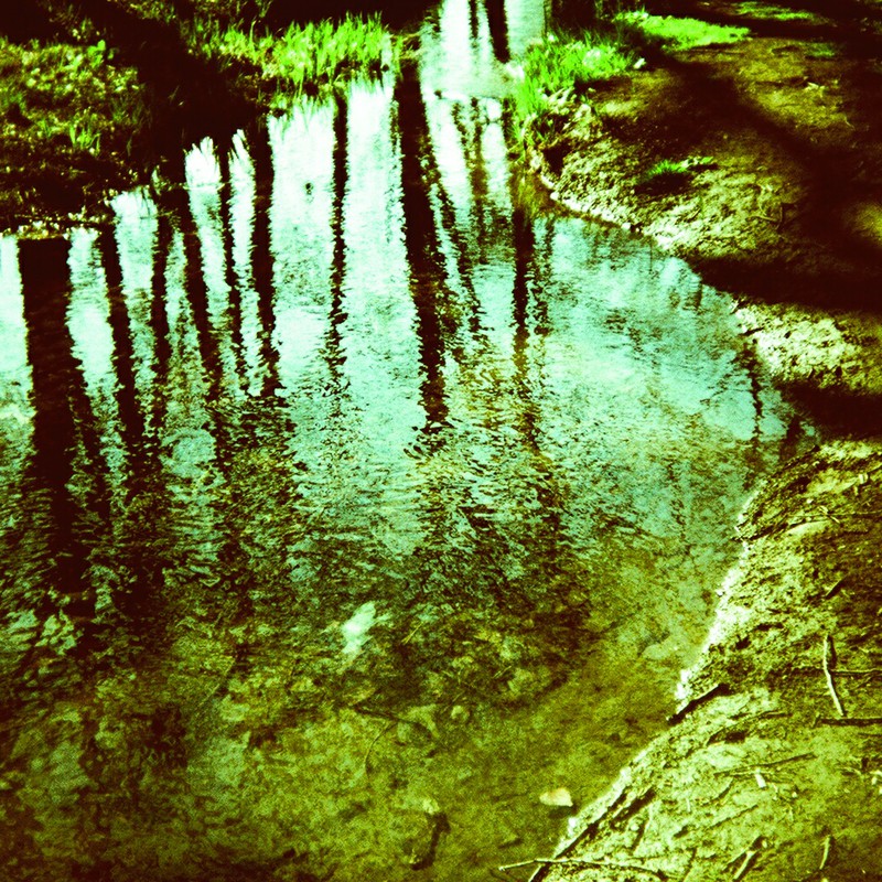 防風林の池