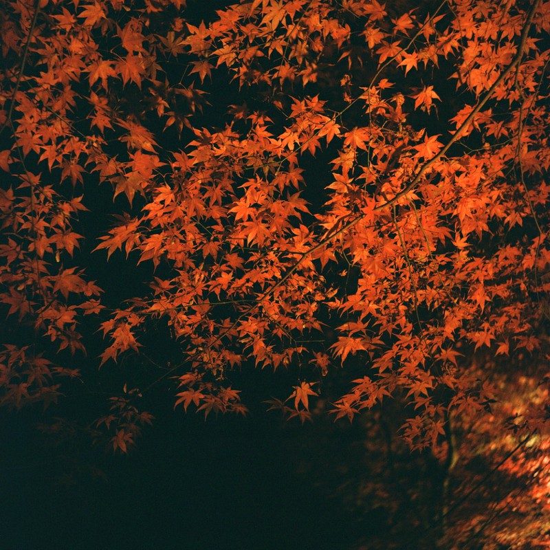 年の瀬に　投稿するは　秋写真