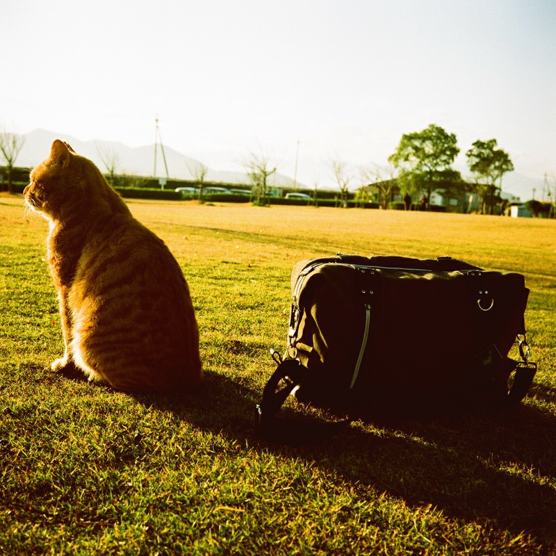 猫氏の背中と私の鞄