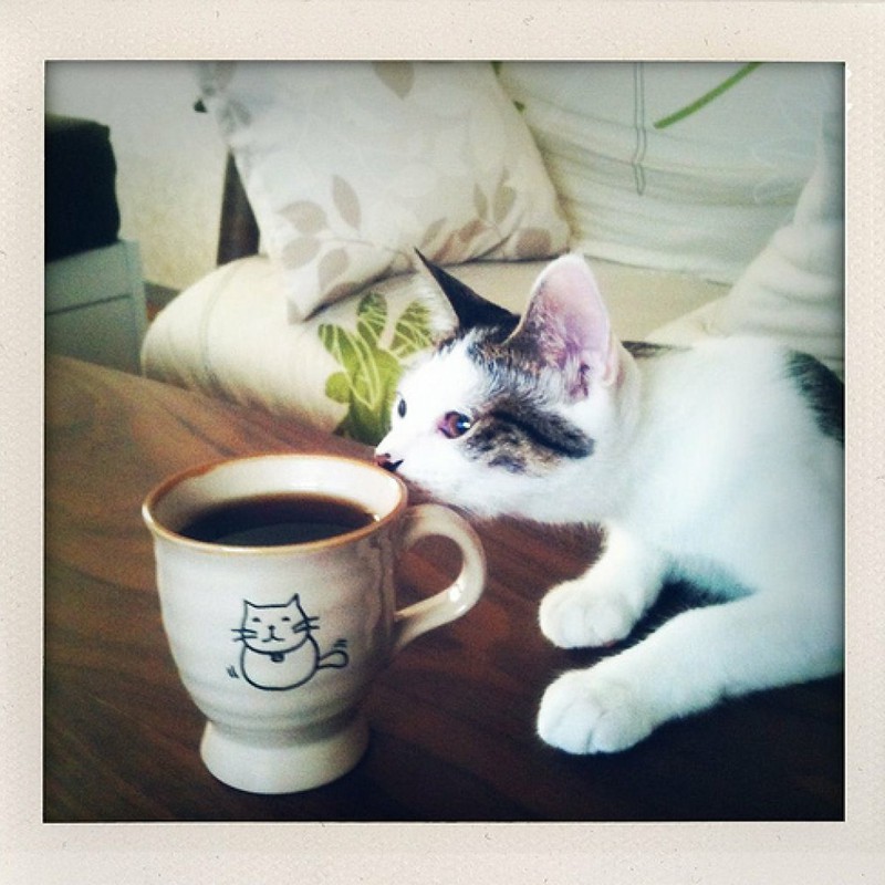 コーヒーと猫