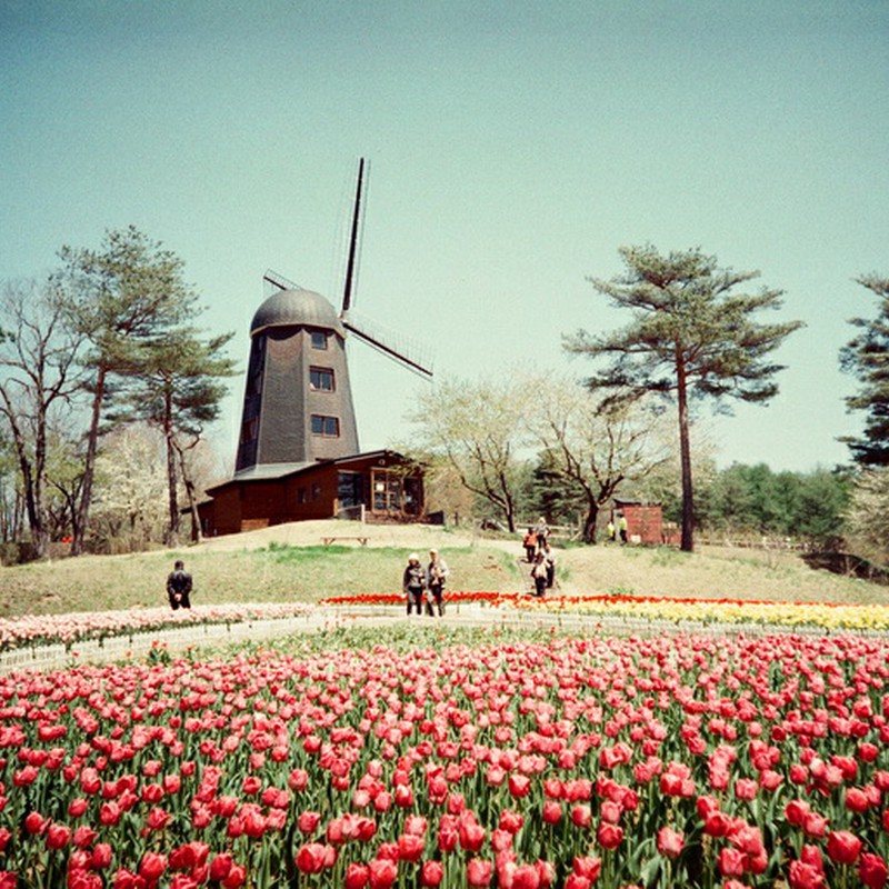 風車×チューリップ