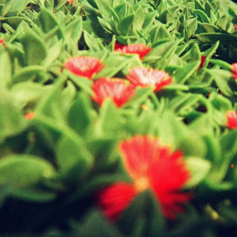 どアップ、道端の生垣