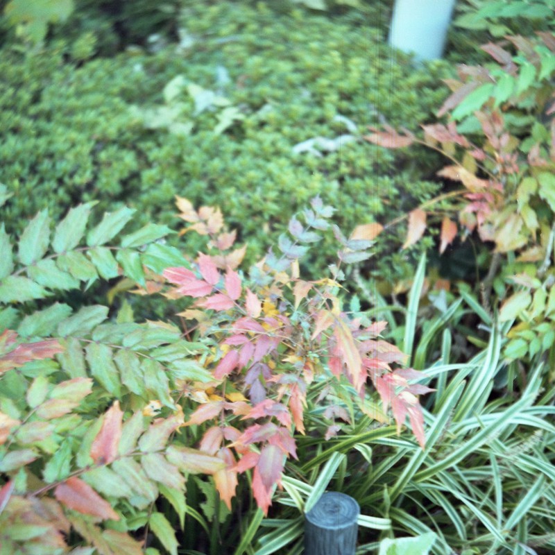 おんぼろカメラにもう一度生を