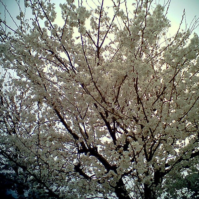 保育園の桜