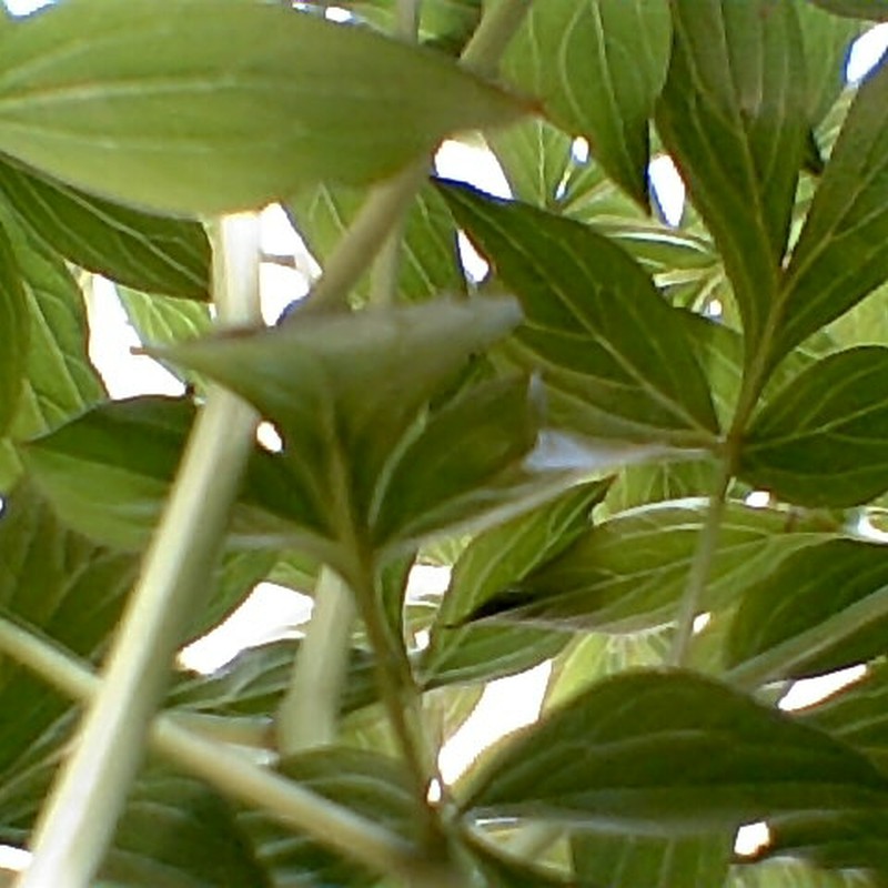 小人になりました♪