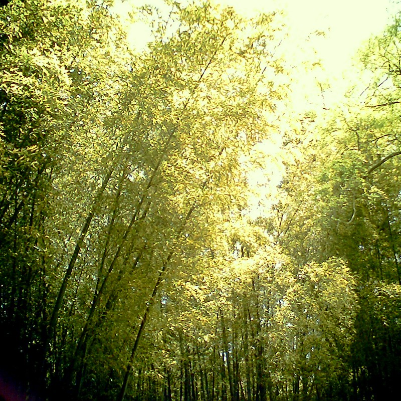 老いて散り、また茂り…