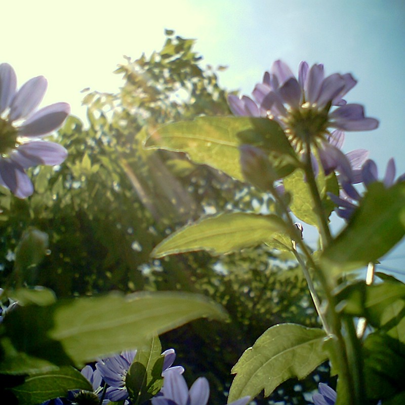 太陽に向かって