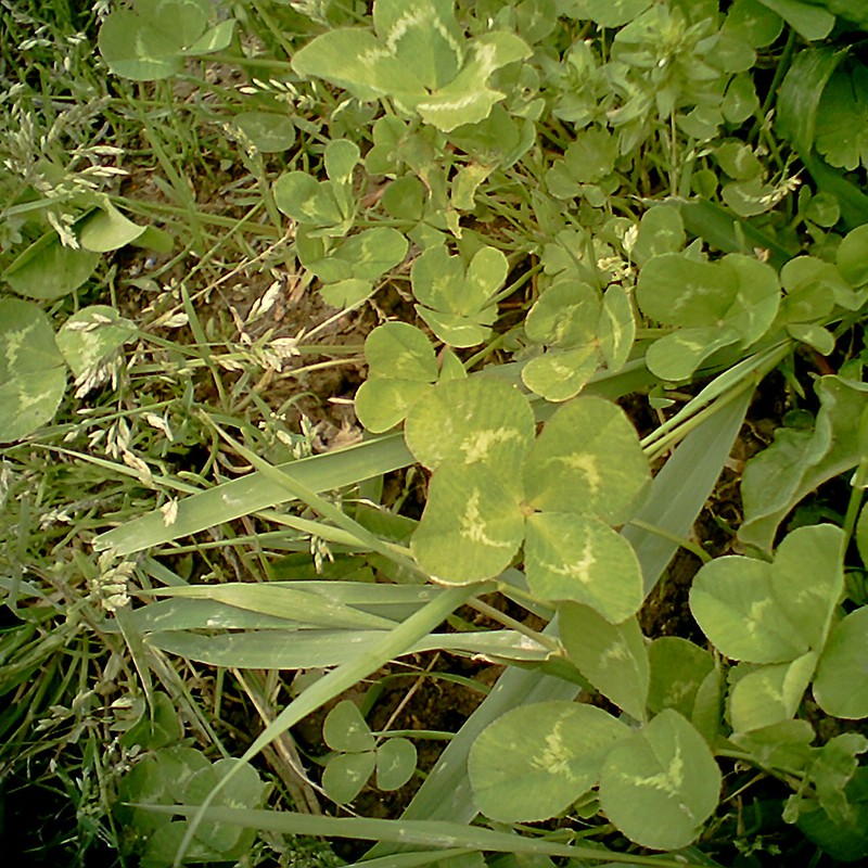 幸せを御裾分けvvv