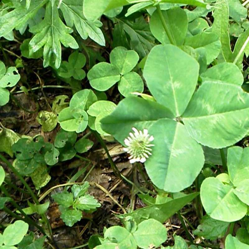 軽井沢で見つけた幸せ…ひとつ…???