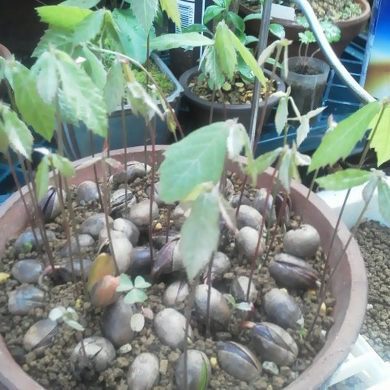 どんぐりころころ♪