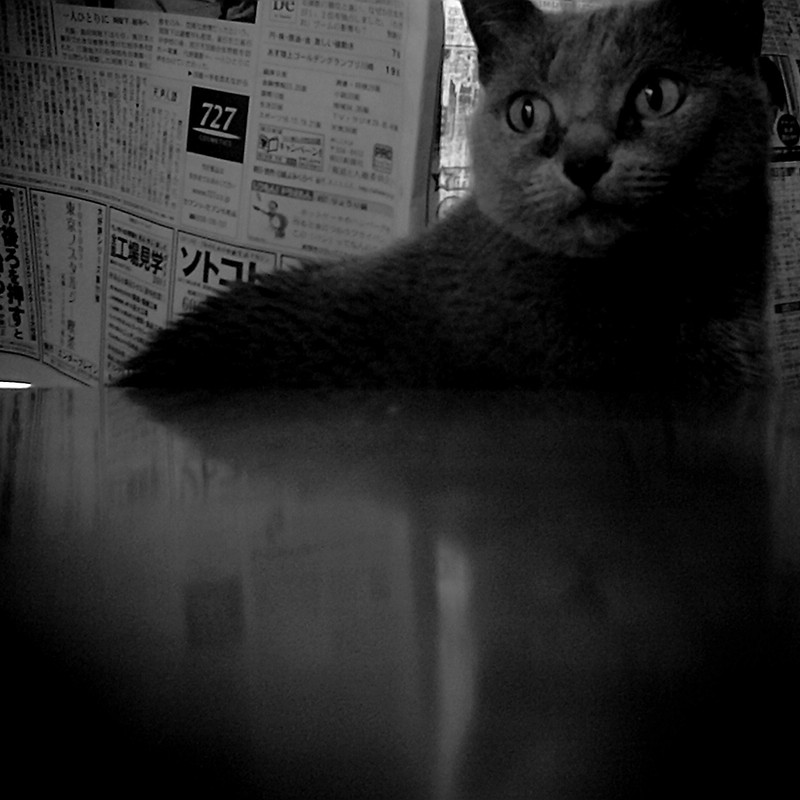 我輩は猫である。新聞は読まない。