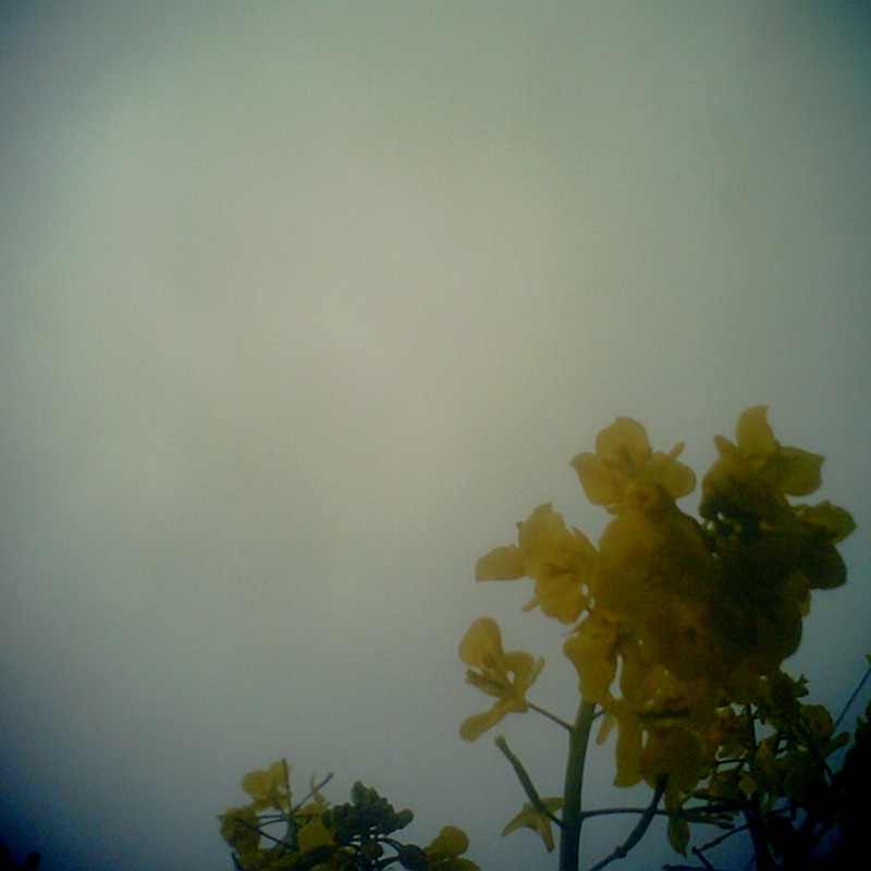 曇り空と菜の花