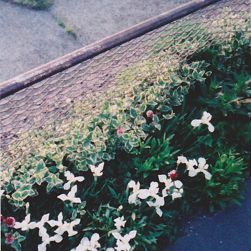 フェンスと花