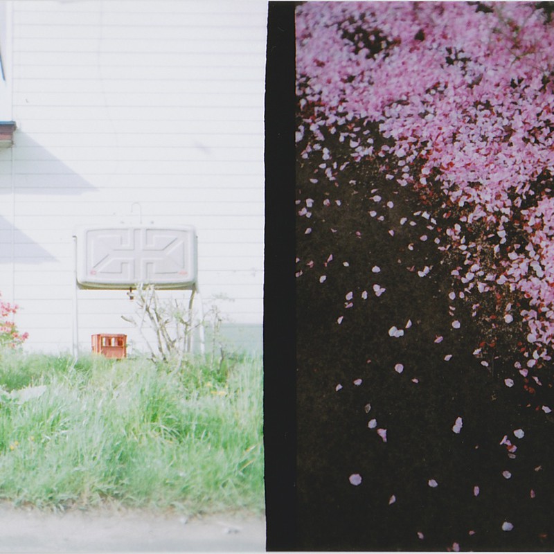 庭と桜の絨毯
