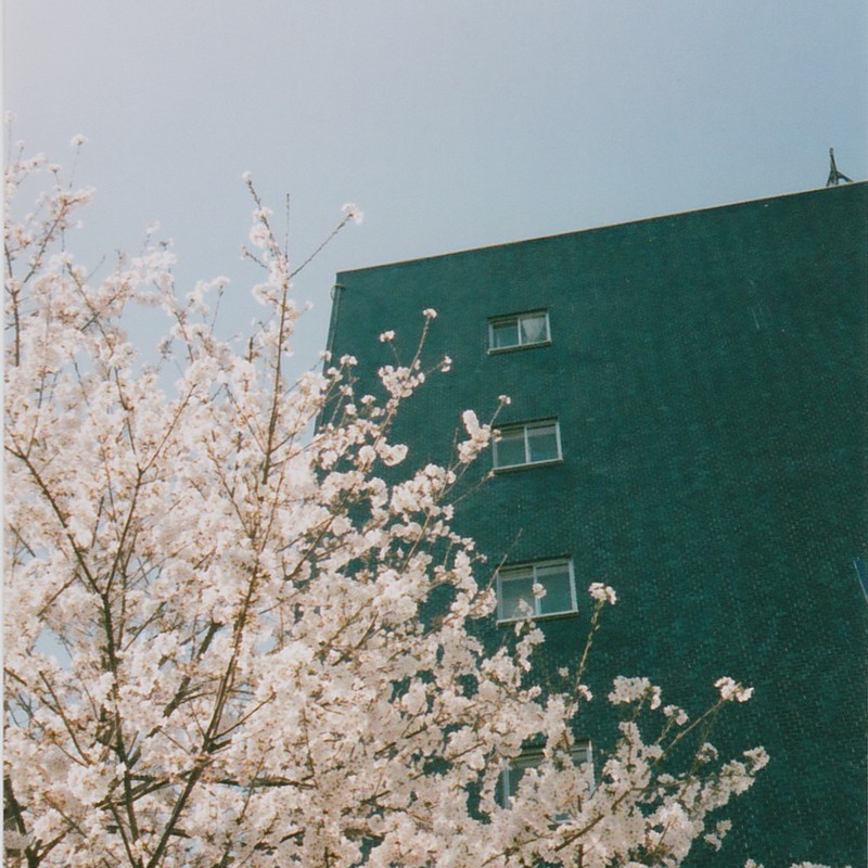 桜とタイルのビル