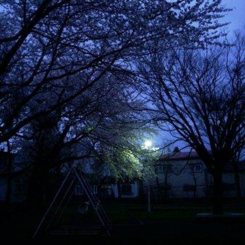 春の夜の公園　