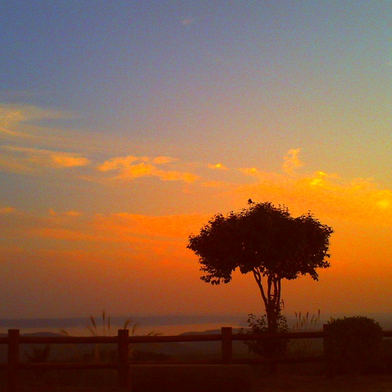 夕日と海と一本の木