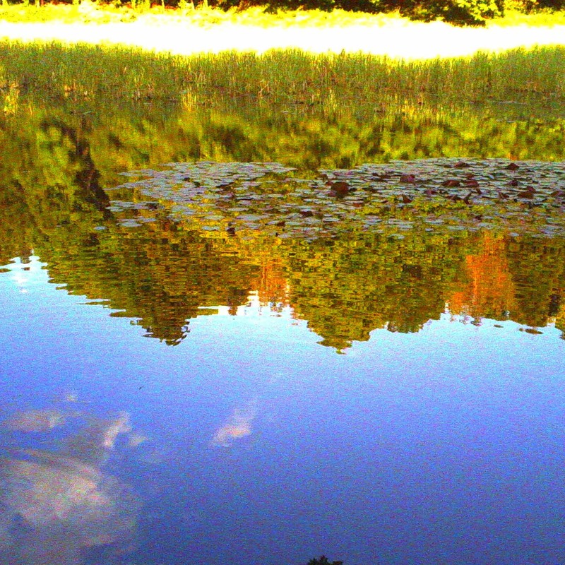 池越しの風景