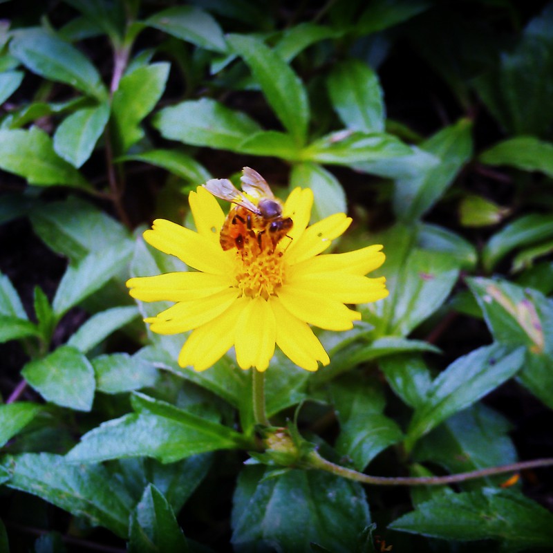 黄色の花とミツバチ