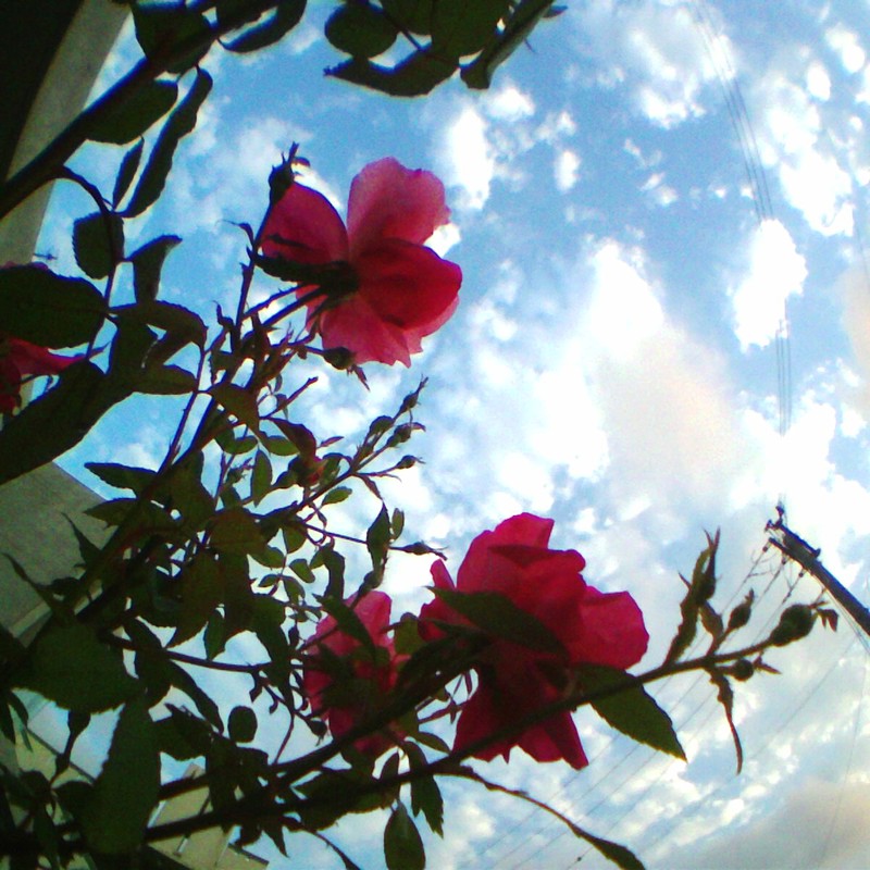 白い雲とピンクのバラ