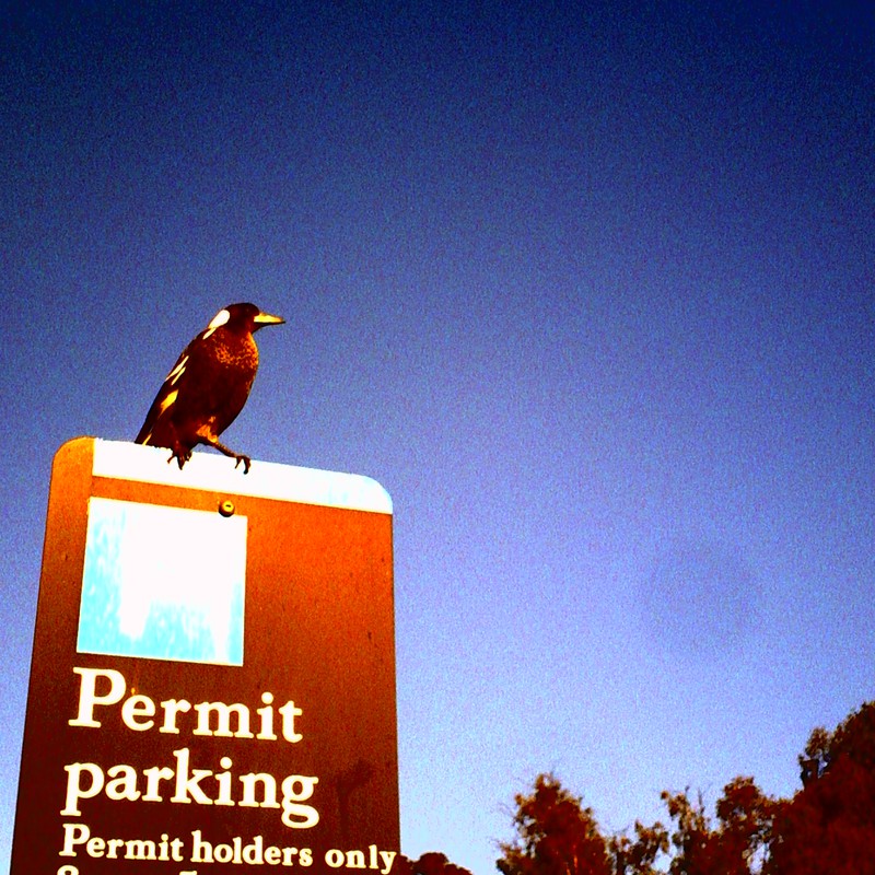 Permit parking