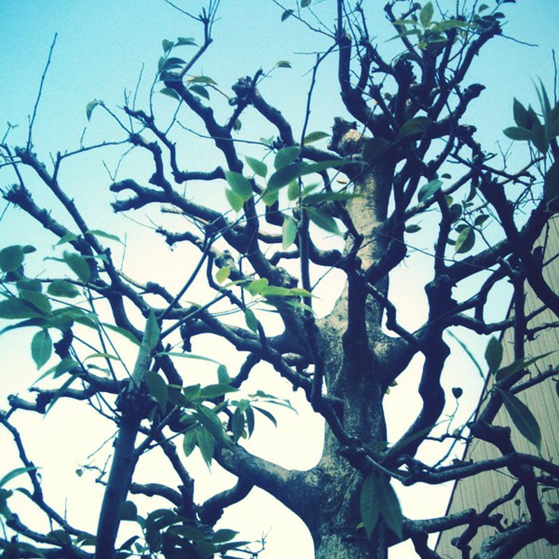 この木なんの木