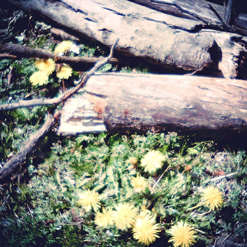 どこにだって たんぽぽ