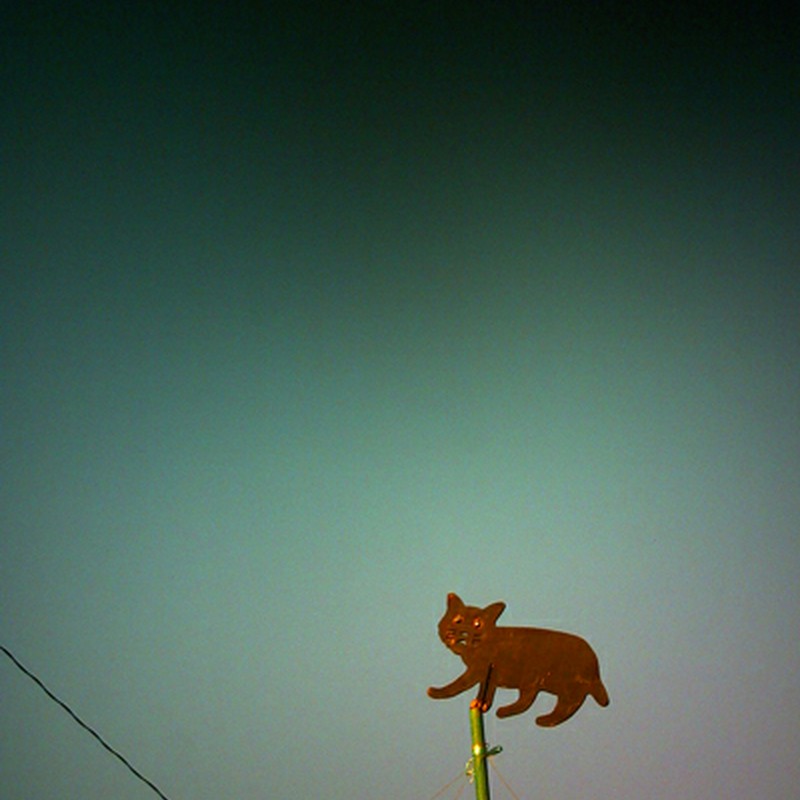 空中散歩猫
