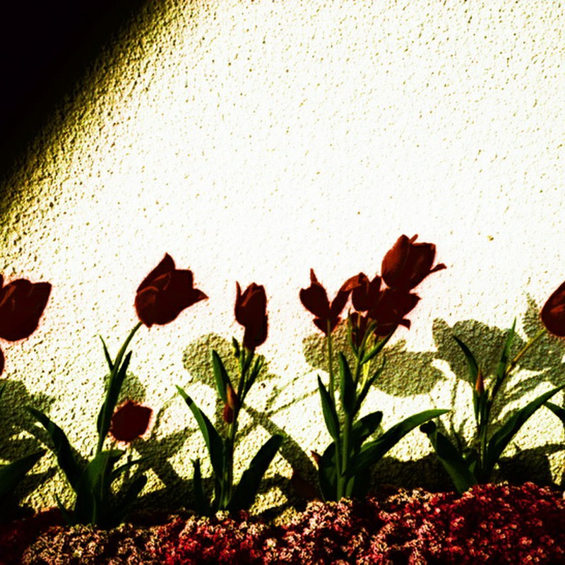白い壁、赤い花