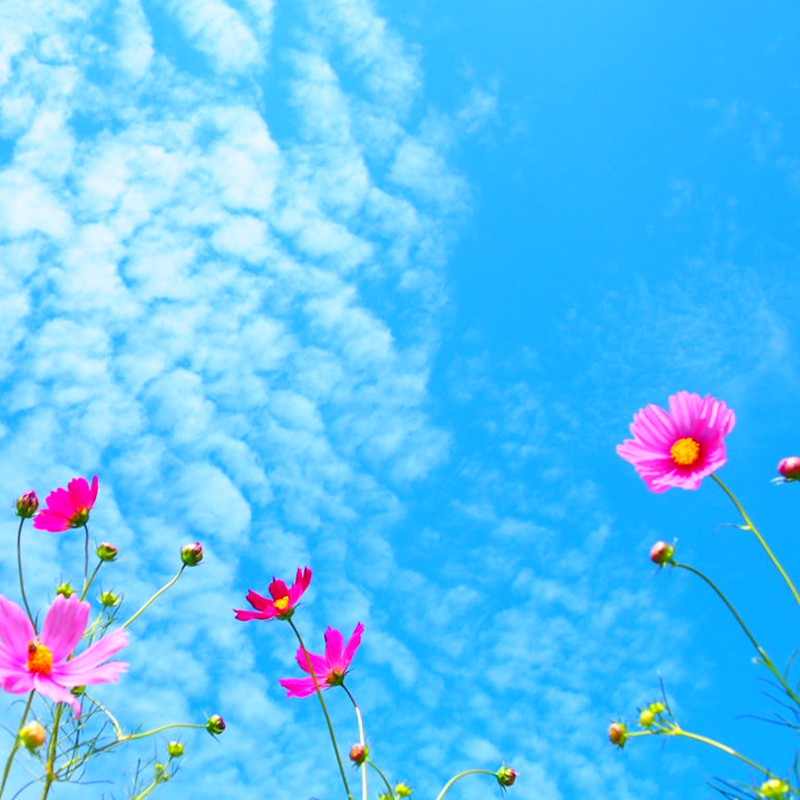花と雲