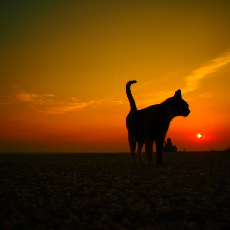 Evening cat