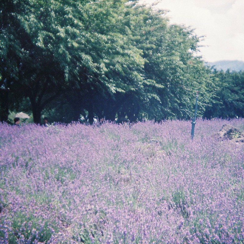 紫の苑