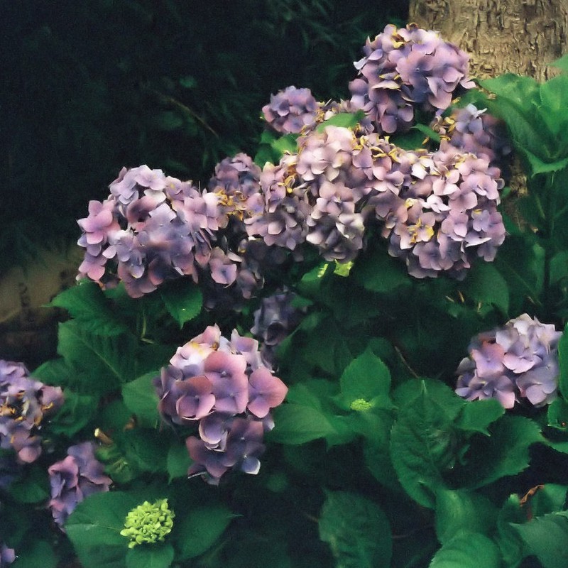 なごりの紫陽花