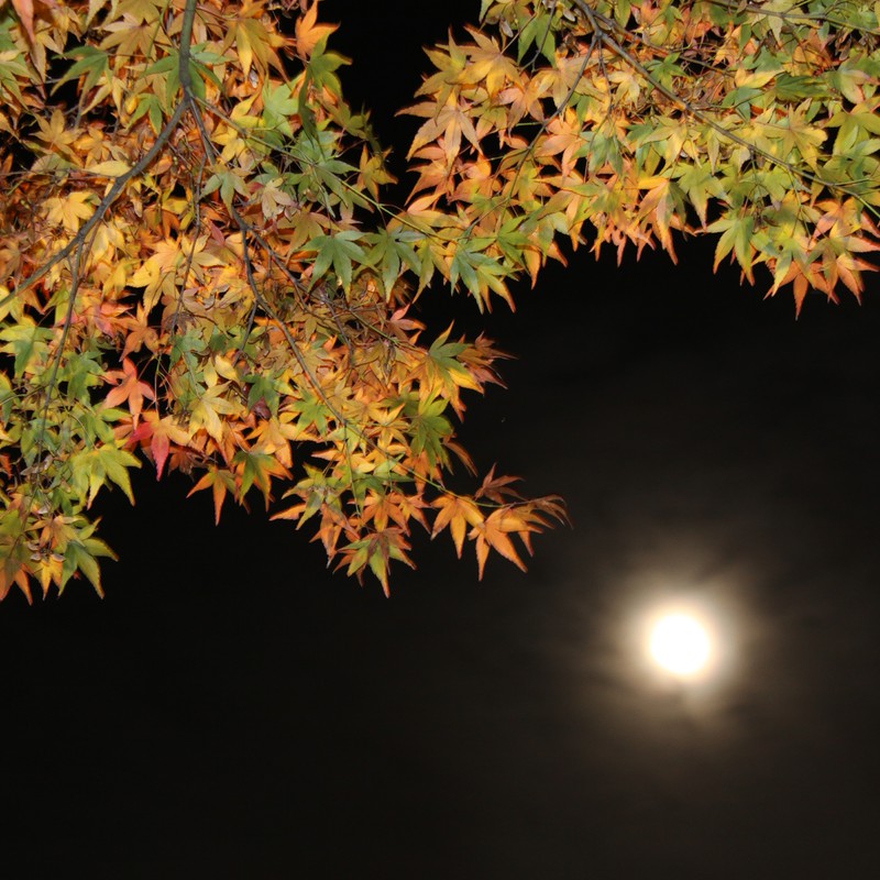 月が眺める紅葉