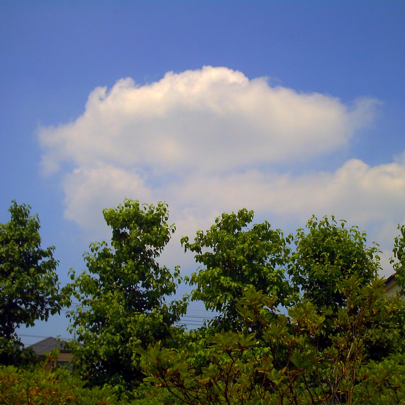 青い空と５本の木