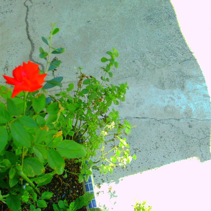 アスファルトと赤い薔薇