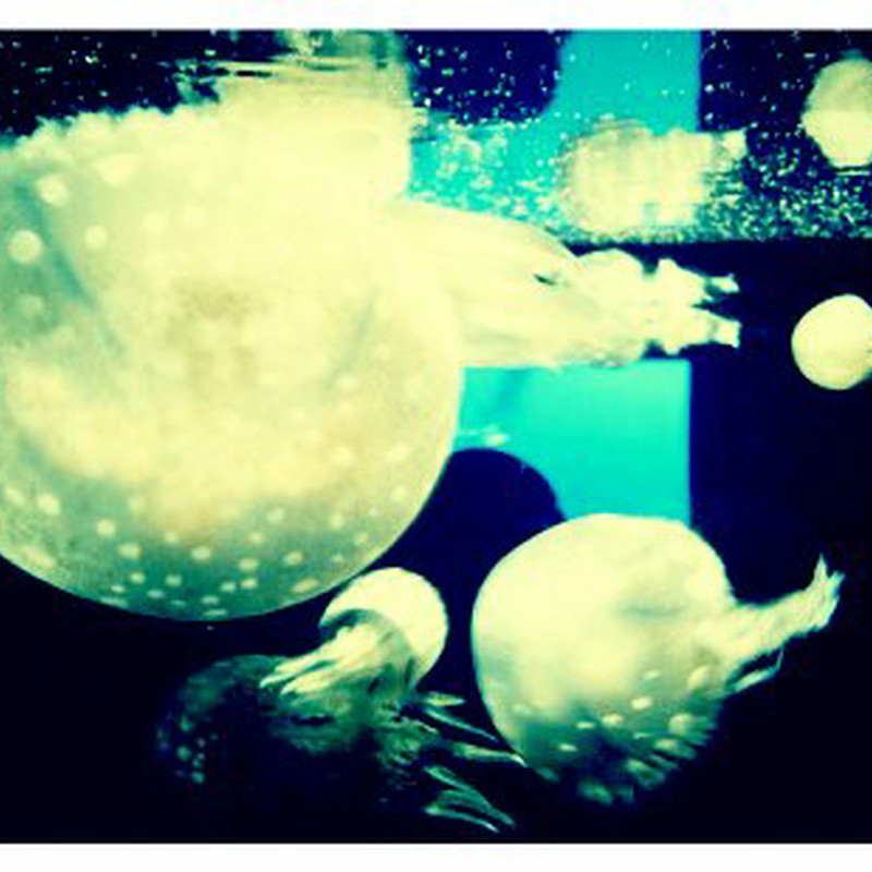 bubblegum jelyfish
