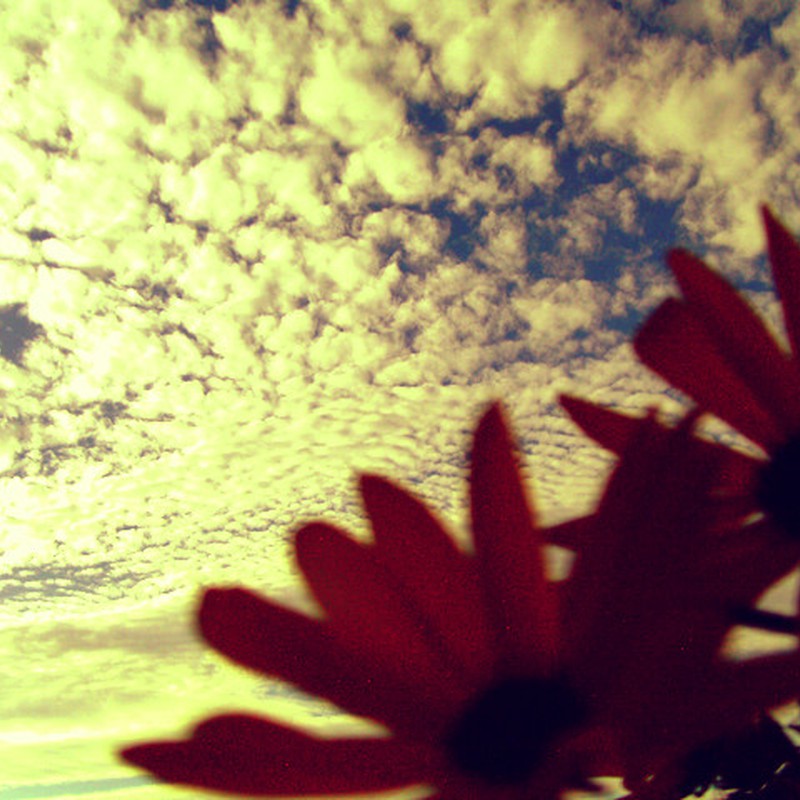 鱗雲と花