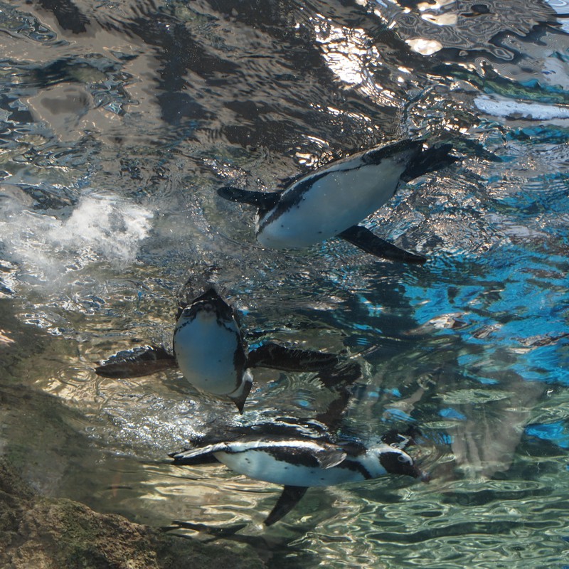 ペンギン遊泳