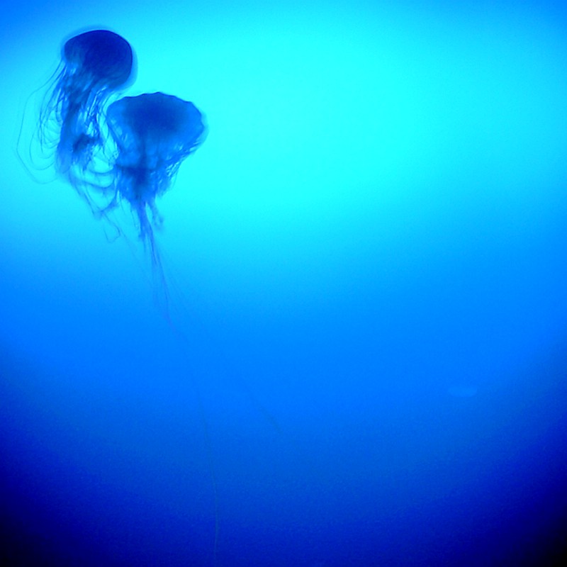 jellyfish