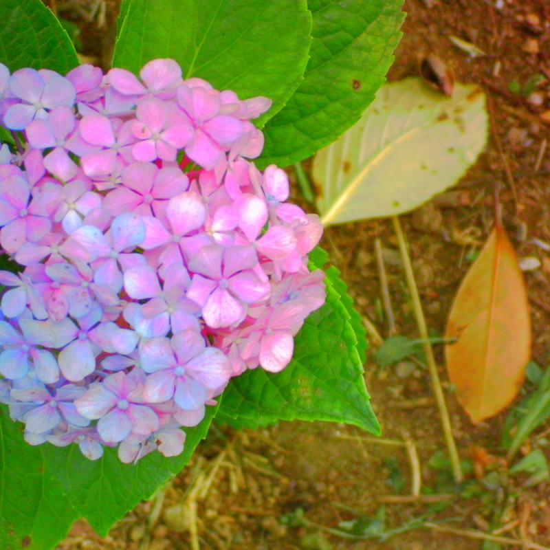 紫陽花と落ち葉