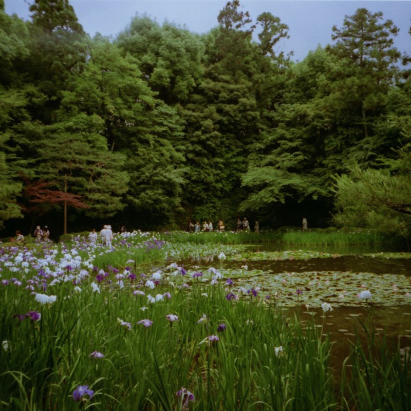 初夏の京都～花菖蒲
