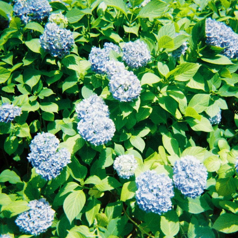 紫陽花