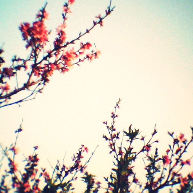 曇りの日の桃の花