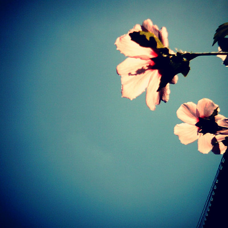 夏の空と花。